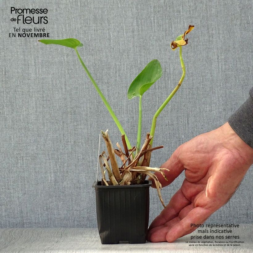Esemplare di Pontederia cordata Vasetto da 8/9 cm come consegnato in autunno