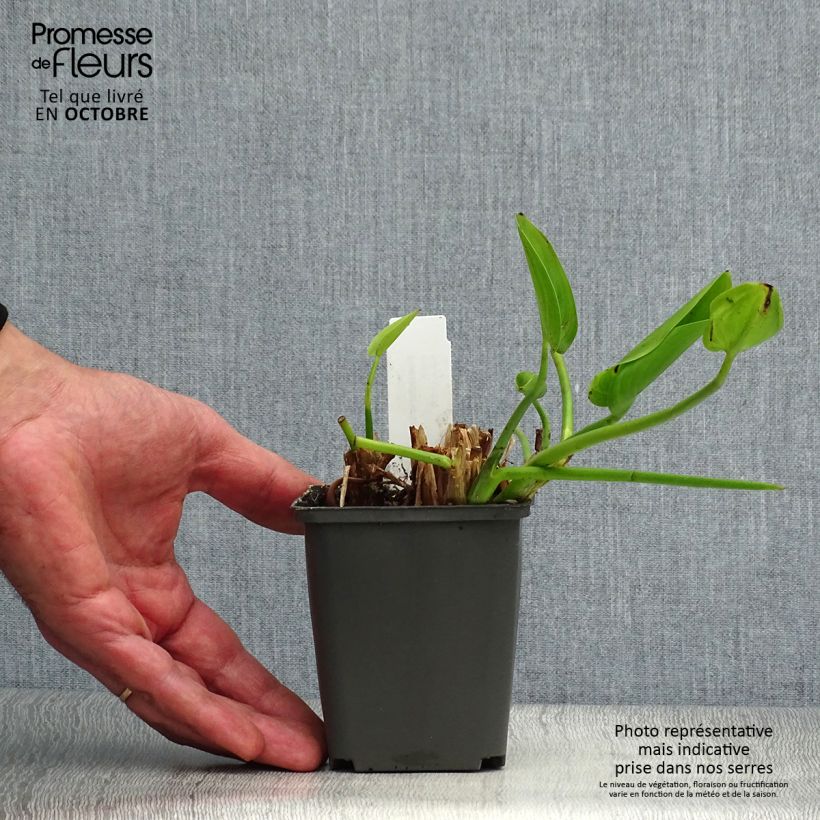 Esemplare di Pontederia cordata White Pike Vasetto da 8/9 cm come consegnato in autunno