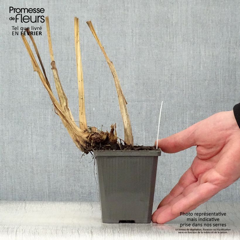 Pontederia cordata White Pike Vasetto da 8/9 cm esemplare consegnato in inverno