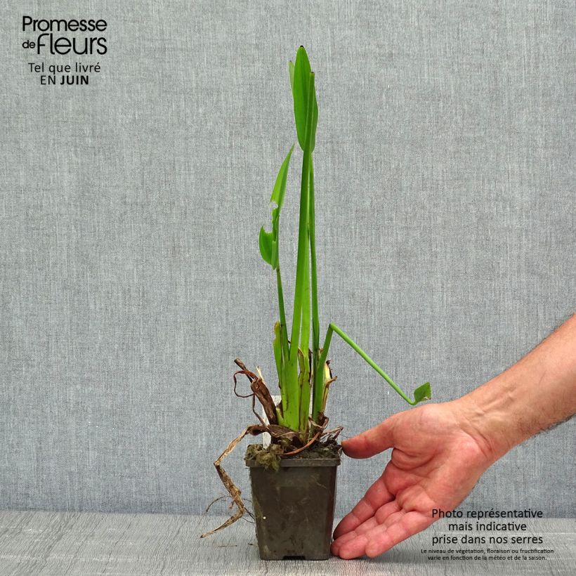 Pontederia lanceolata Vasetto da 8/9 cm esemplare consegnato in primavera