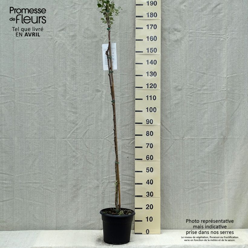 Populus alba - Pioppo bianco Vaso da 7,5L/10L esemplare consegnato in primavera