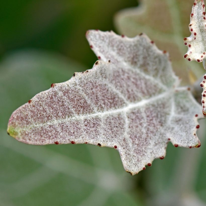 Populus alba - Pioppo bianco (Fogliame)