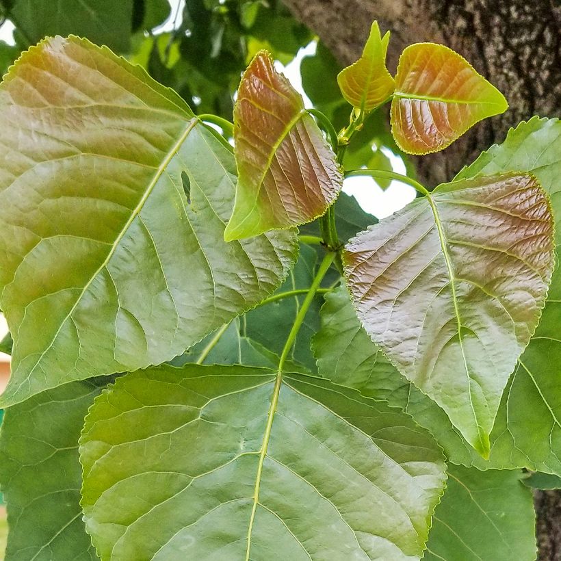 Populus nigra - Pioppo nero (Fogliame)