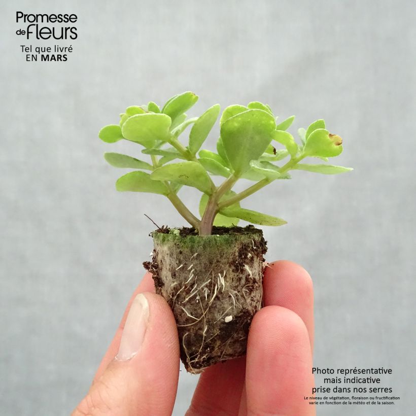 Portulaca Campino Twist Pink mini zolla... esemplare consegnato in primavera