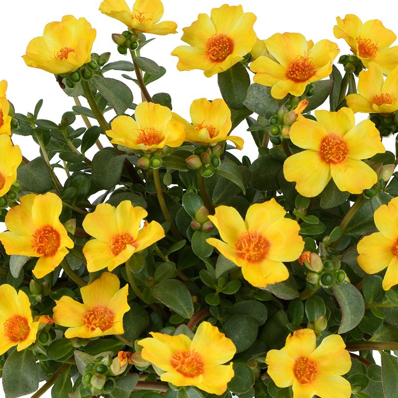 Portulaca Pazzaz Nano Yellow Twist (Fioritura)