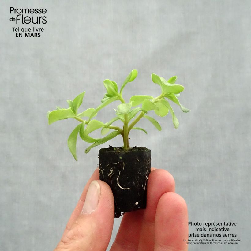Portulaca Pazzaz Nano Hot Pink mini zolla... esemplare consegnato in primavera