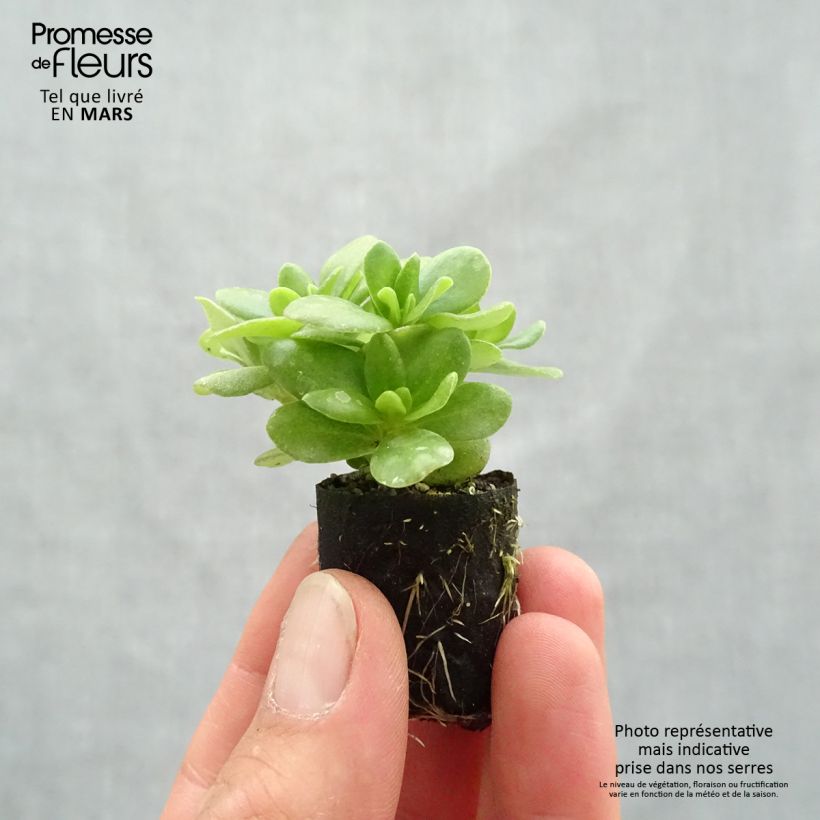 Portulaca Pazzaz Nano Yellow mini zolla... esemplare consegnato in primavera