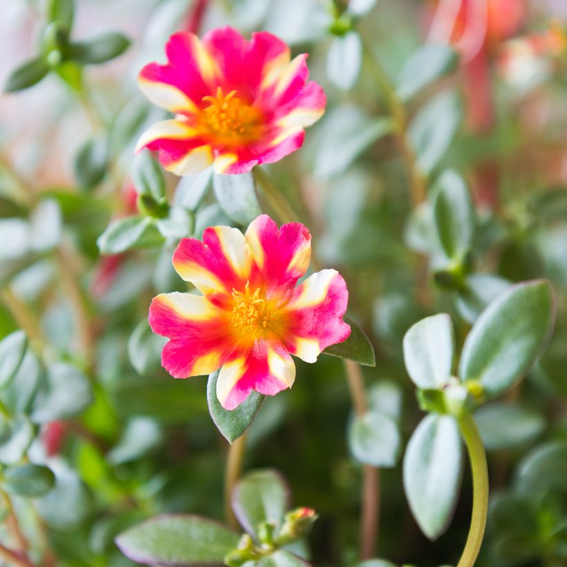 Portulaca Campino Twist Pink (Fioritura)