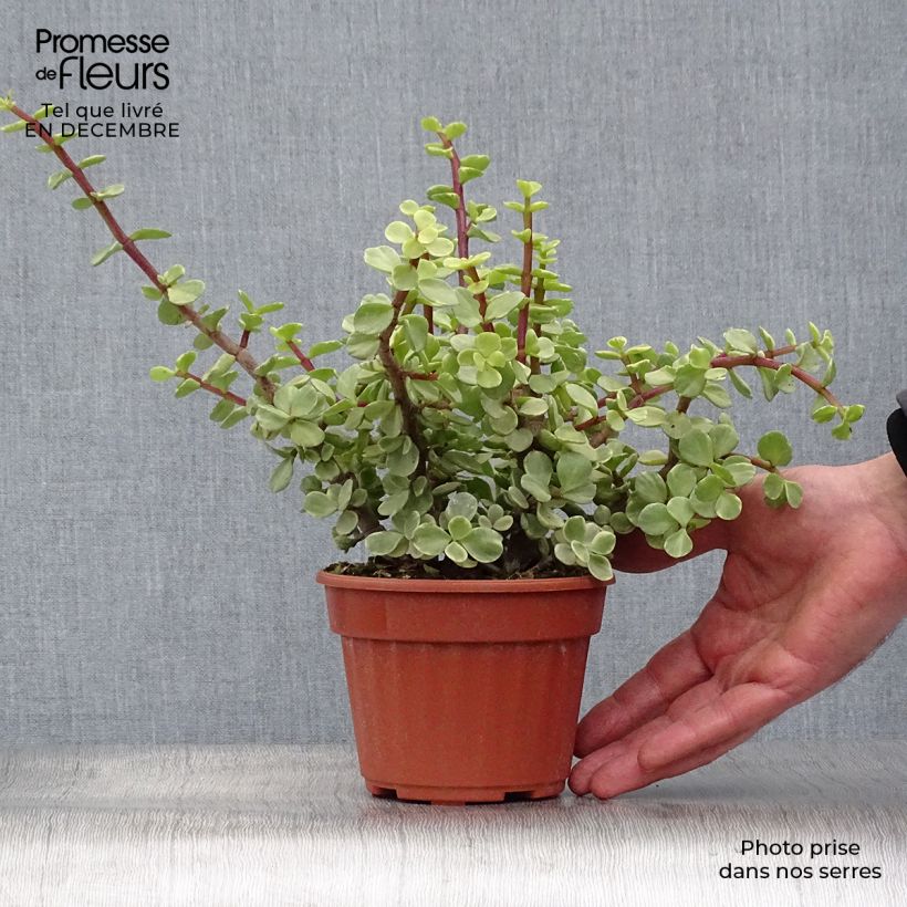 Portulacaria afra Variegata Vaso da Ø 12 cm / 13 cm esemplare consegnato in inverno