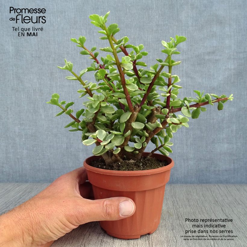 Portulacaria afra Variegata Vaso da Ø 12 cm / 13 cm esemplare consegnato in primavera