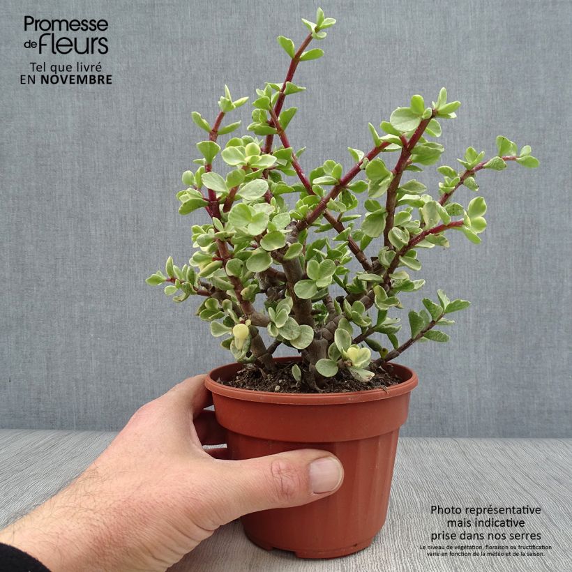 Esemplare di Portulacaria afra Variegata Vaso da Ø 12 cm / 13 cm come consegnato in autunno