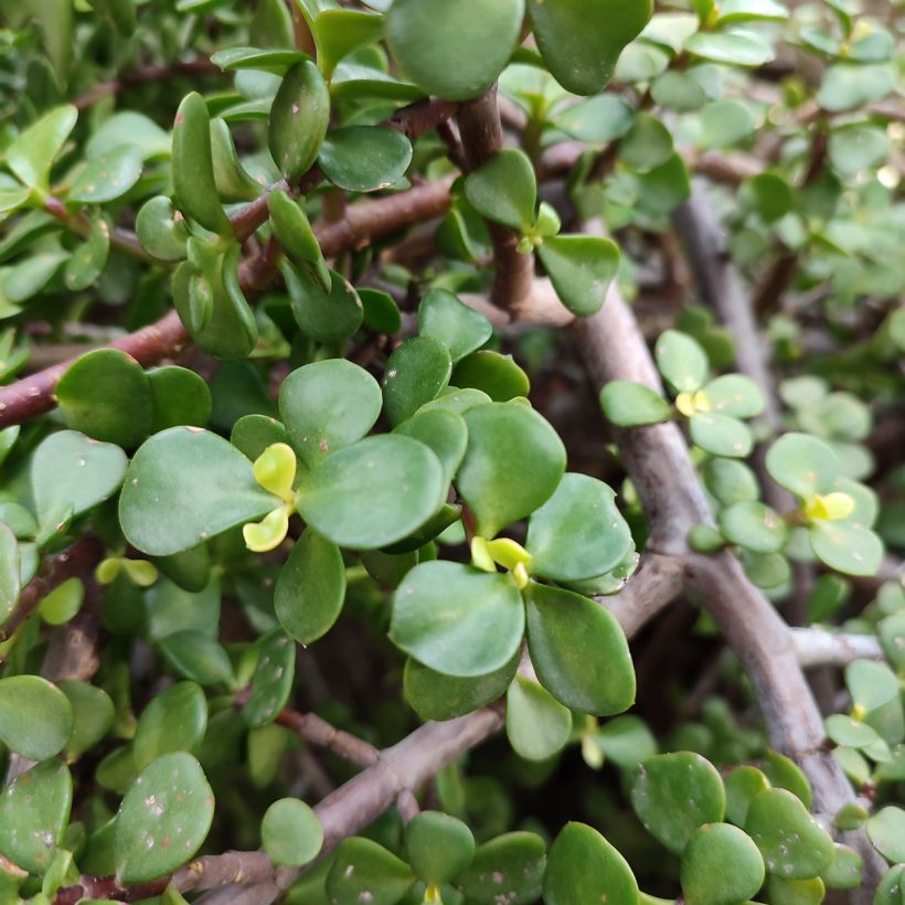Portulacaria afra (Fogliame)