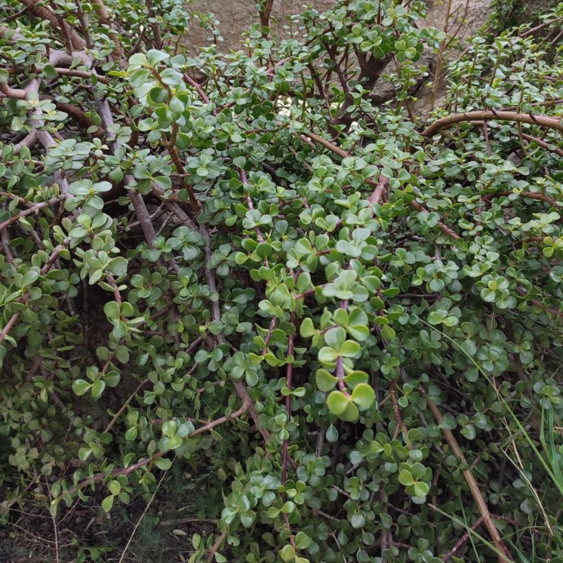 Portulacaria afra (Porto)