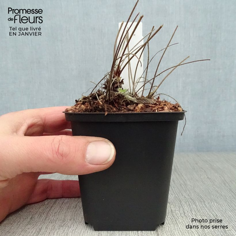 Potentilla Arc en Ciel Vasetto da 8/9 cm esemplare consegnato in inverno