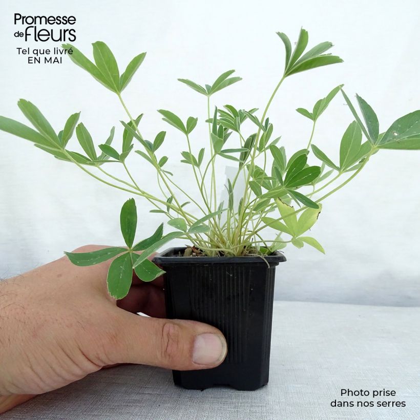 Potentilla alba - Cinquefoglia bianca Vasetto da 8/9 cm esemplare consegnato in primavera