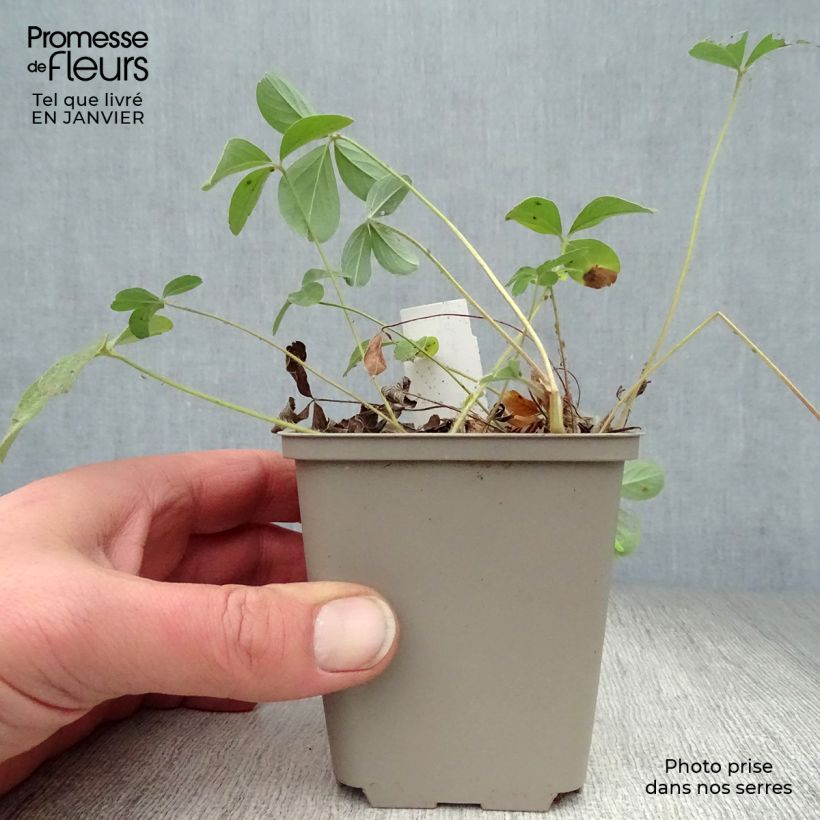 Potentilla alba - Cinquefoglia bianca Vasetto da 8/9 cm esemplare consegnato in inverno