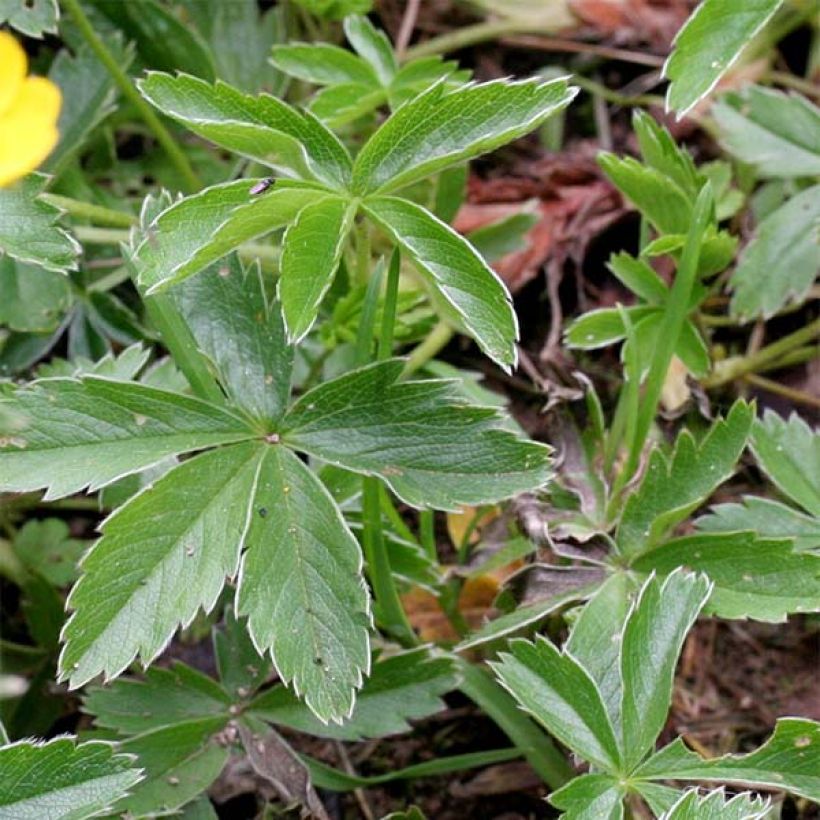 Potentilla aurea - Cinquefoglia fior d'oro (Fogliame)