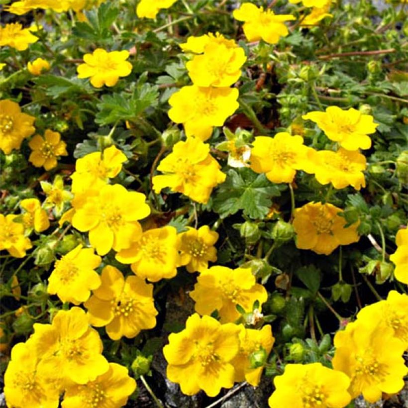 Potentilla aurea - Cinquefoglia fior d'oro (Fioritura)