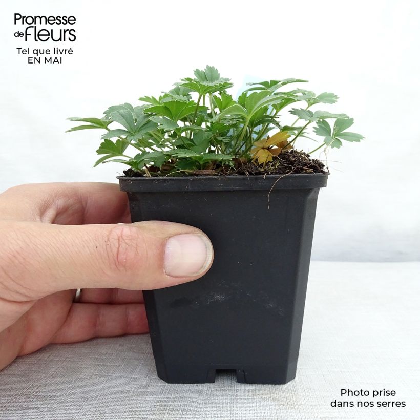 Potentilla aurea - Cinquefoglia fior d'oro Vasetto da 8/9 cm esemplare consegnato in primavera