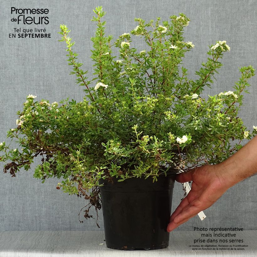 Esemplare di Potentilla fruticosa Double Punch Pastel Vaso da 3L/4L come consegnato in autunno