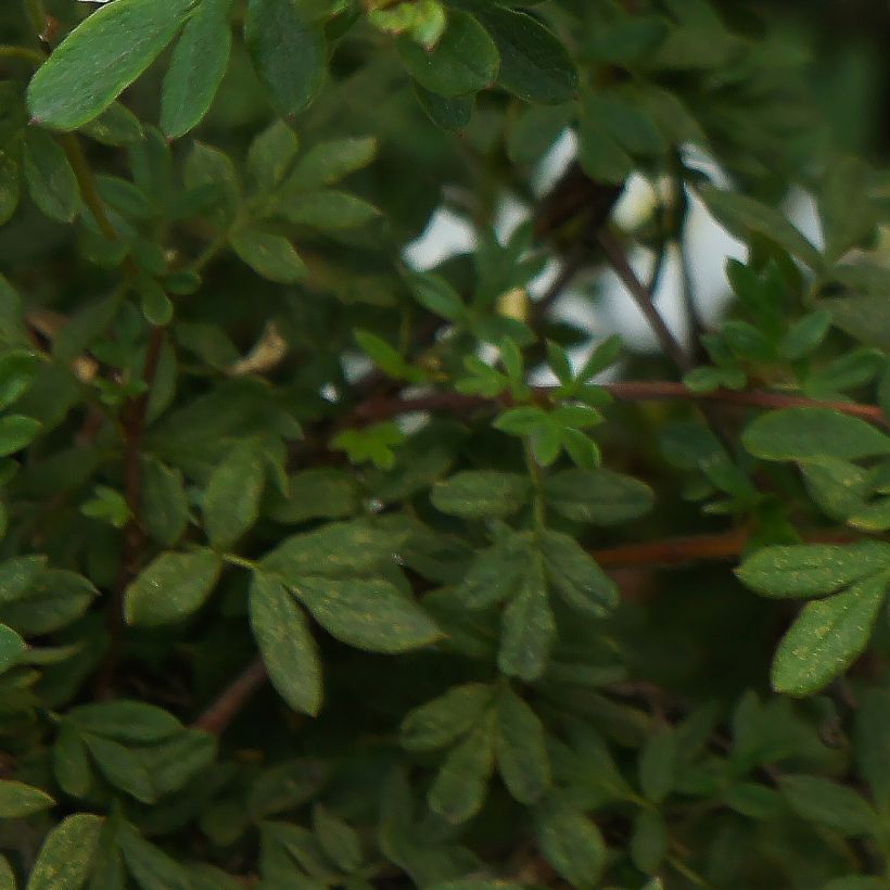 Potentilla fruticosa Bella Bianca (Fogliame)
