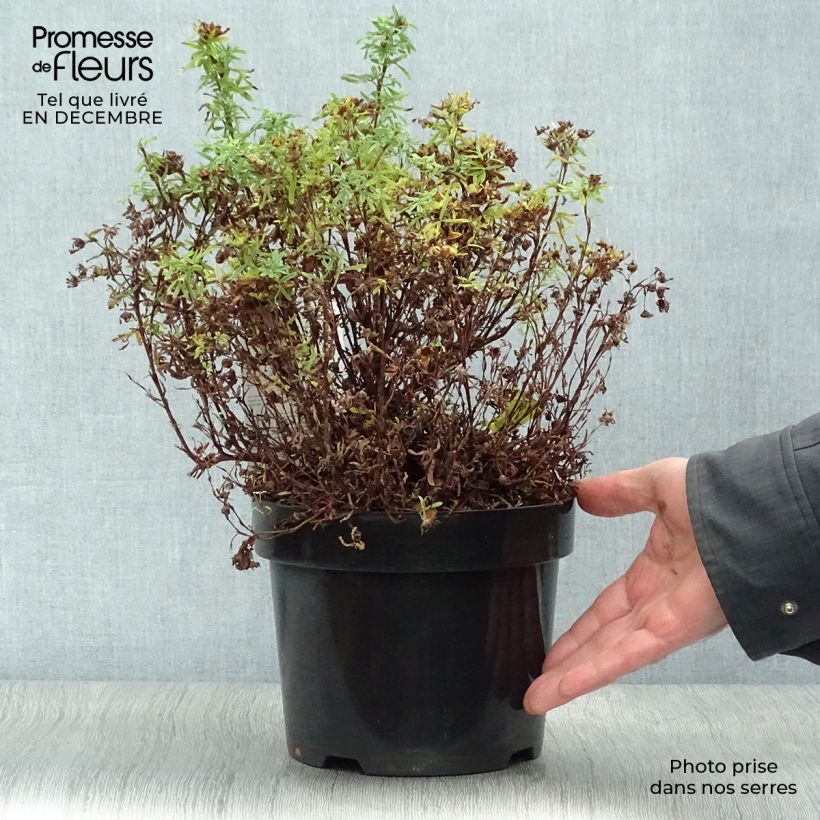 Potentilla fruticosa Bellissima Vaso da 2L/3L esemplare consegnato in inverno