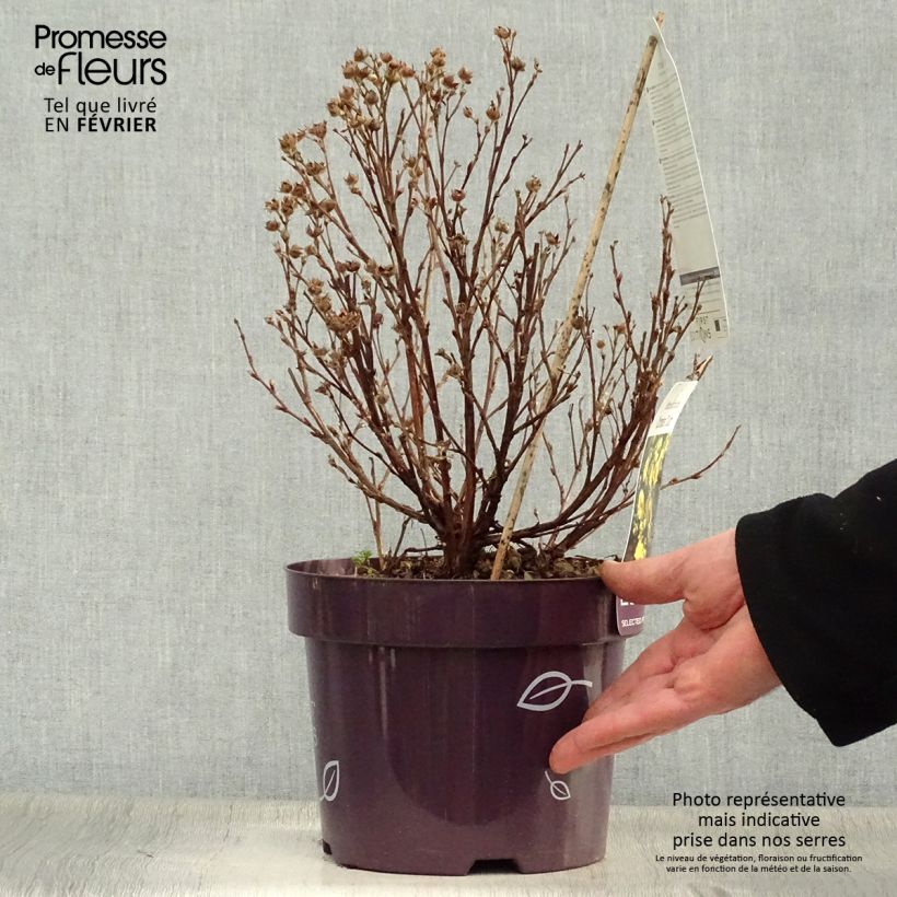Potentilla fruticosa Citrus Tart Vaso da 2L/3L esemplare consegnato in inverno