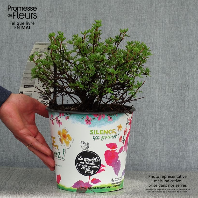 Potentilla fruticosa Double Punch Pastel Vaso da 3L/4L esemplare consegnato in primavera