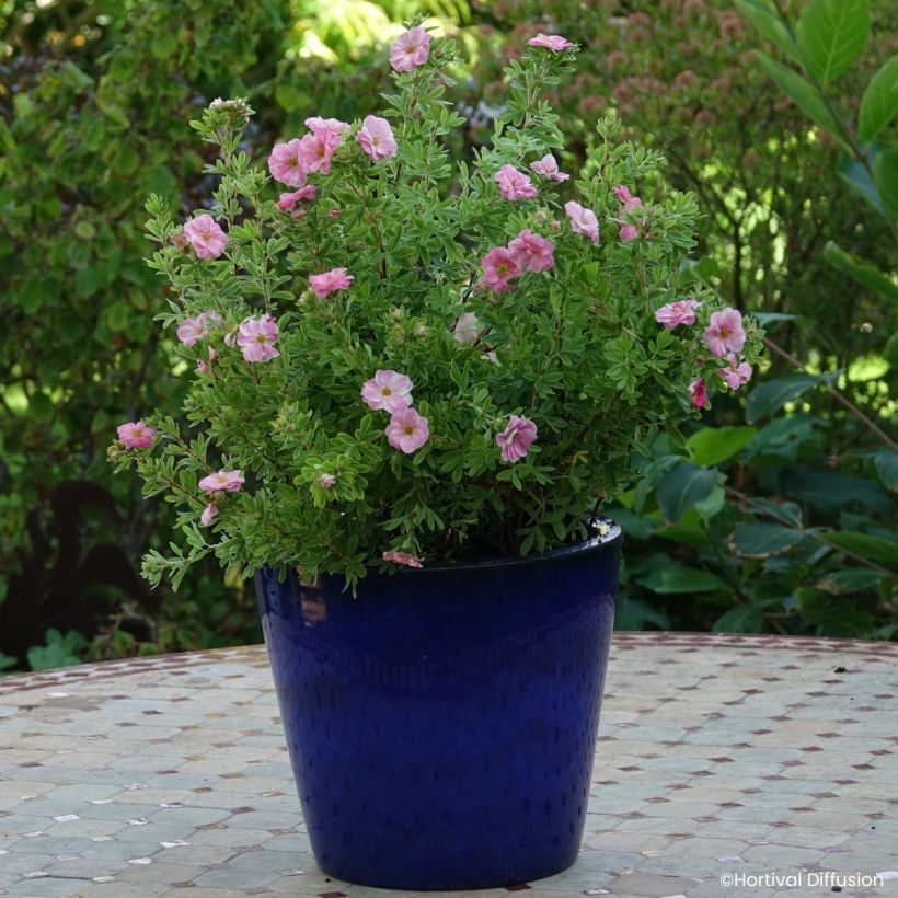 Potentilla fruticosa Double Punch Pink (Porto)