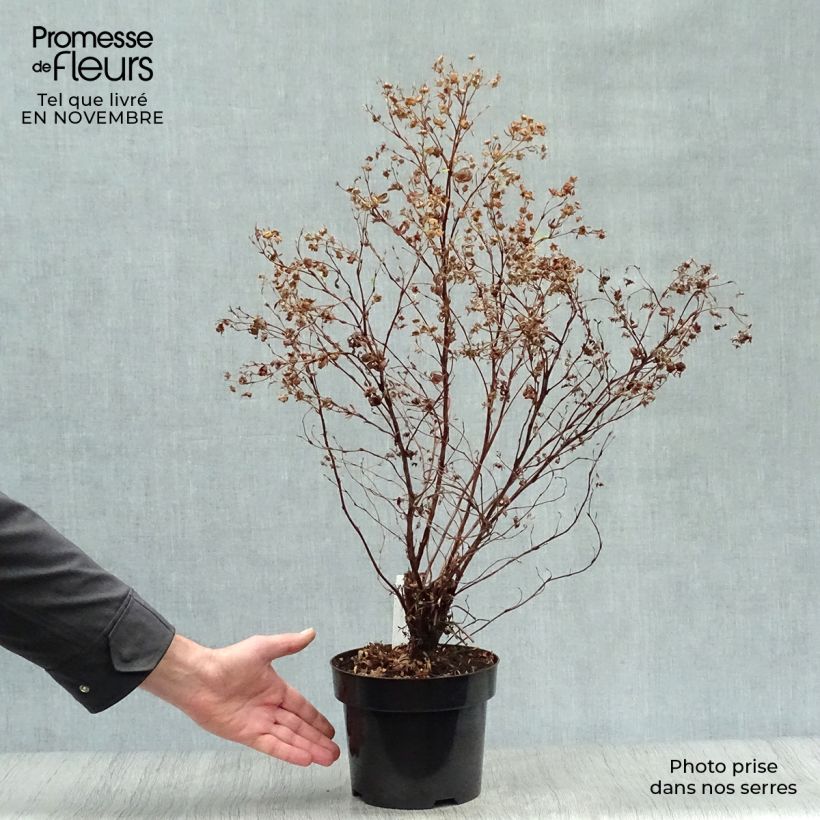 Esemplare di Potentilla fruticosa Goldfinger Vaso da 3L/4L come consegnato in autunno