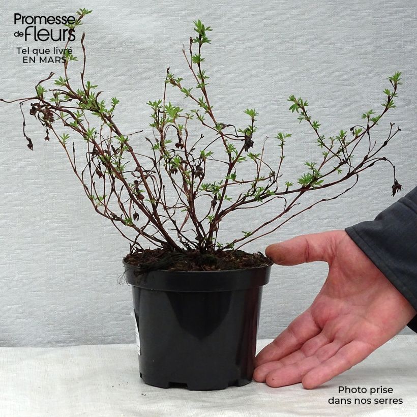 Potentilla fruticosa Goldfinger Vaso da 1L/1,5L esemplare consegnato in primavera