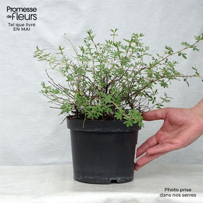 Potentilla fruticosa Goldteppich Vaso da 1,5L/2L esemplare consegnato in primavera