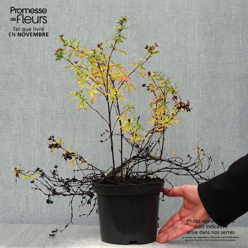 Esemplare di Potentilla fruticosa Goldteppich Vaso da 1,5L/2L come consegnato in autunno