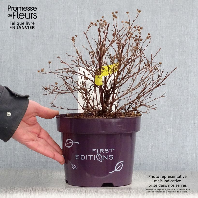 Potentilla fruticosa Lemon Meringue Vaso da 2L/3L esemplare consegnato in inverno
