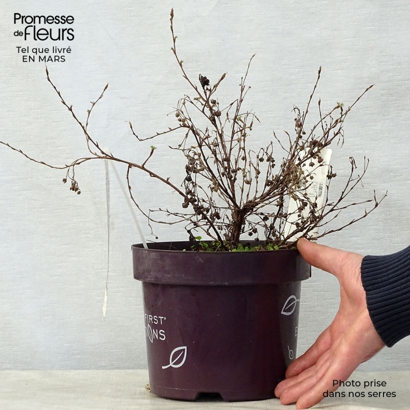 Potentilla fruticosa Lemon Meringue Vaso da 2L/3L esemplare consegnato in primavera