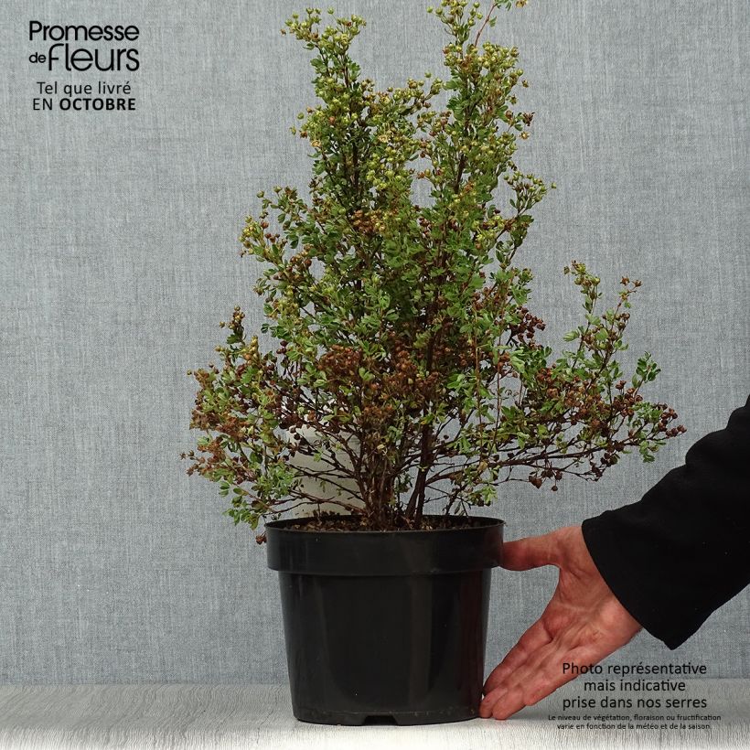 Esemplare di Potentilla fruticosa Lemon Meringue Vaso da 2L/3L come consegnato in autunno