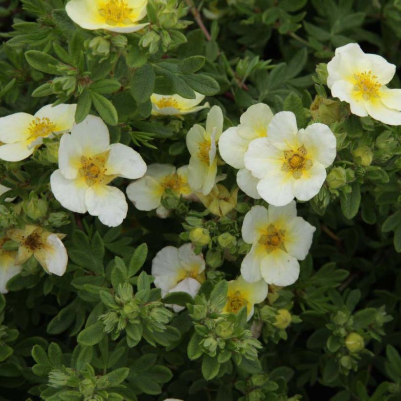 Potentilla fruticosa Limelight (Fioritura)
