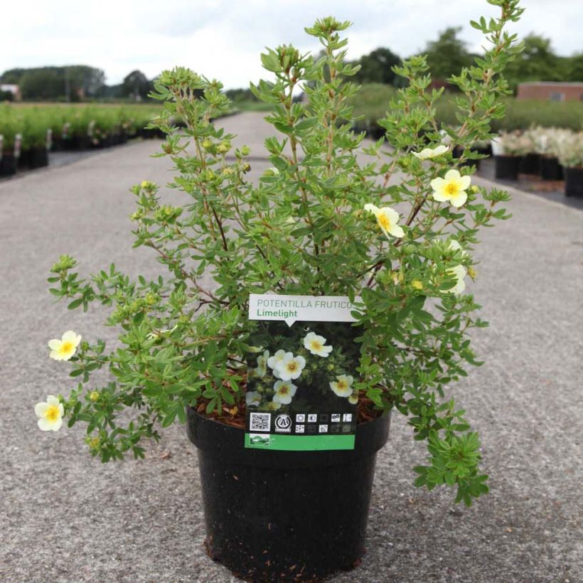 Potentilla fruticosa Limelight (Porto)