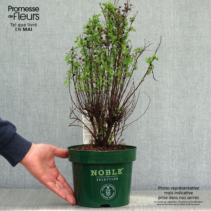 Potentilla fruticosa Mango Tango Vaso da 2L/3L esemplare consegnato in primavera