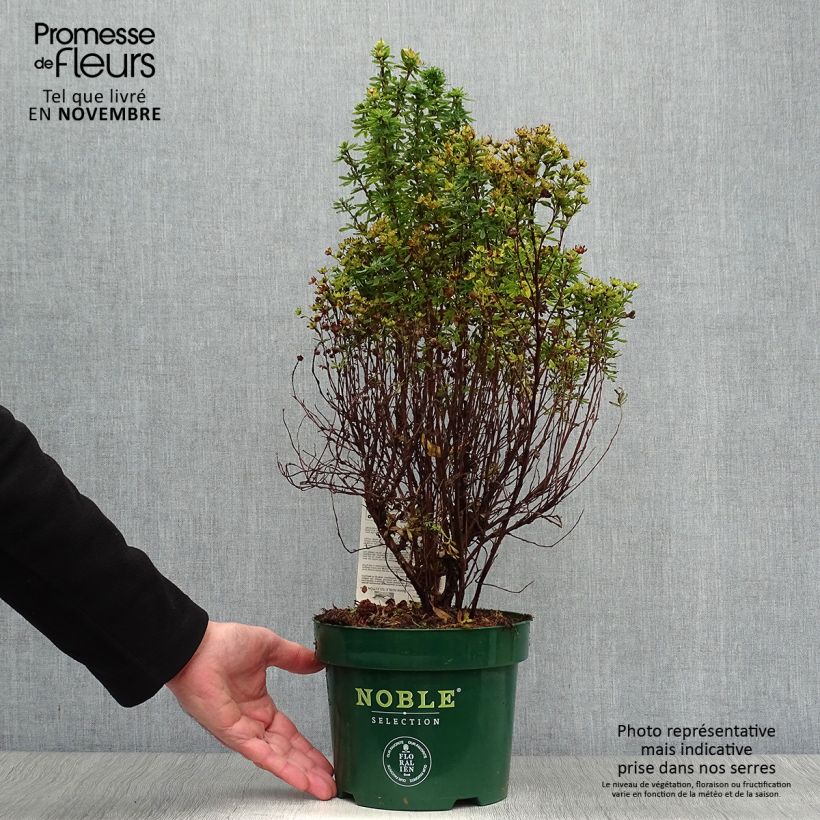 Esemplare di Potentilla fruticosa Mango Tango Vaso da 2L/3L come consegnato in autunno