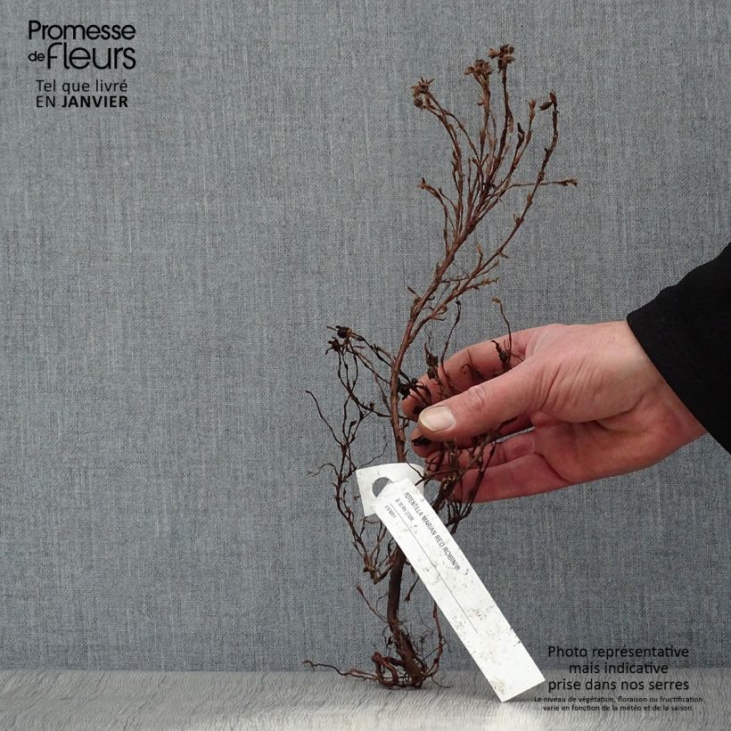 Potentilla fruticosa Marian Red Robin Piante piccole a radice nuda esemplare consegnato in inverno