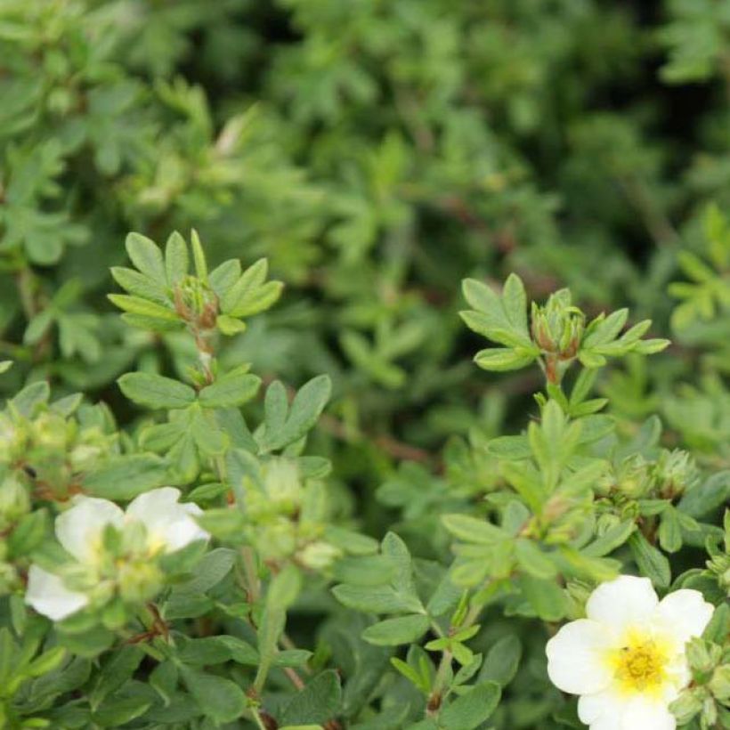 Potentilla fruticosa White Lady (Fogliame)