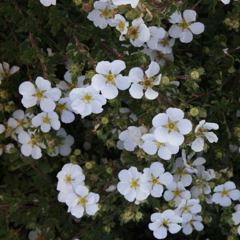 Potentilla fruticosa White Lady (Fioritura)