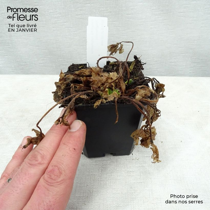 Potentilla megalantha Vasetto da 8/9 cm esemplare consegnato in inverno