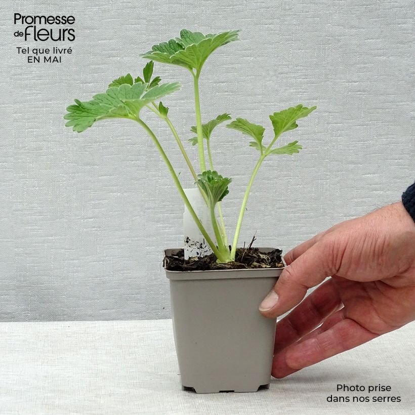 Potentilla megalantha Vasetto da 8/9 cm esemplare consegnato in primavera
