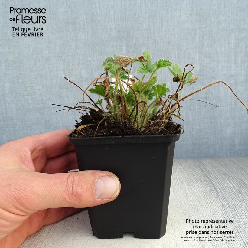 Potentilla nepalensis Miss Willmot Vasetto da 8/9 cm esemplare consegnato in inverno