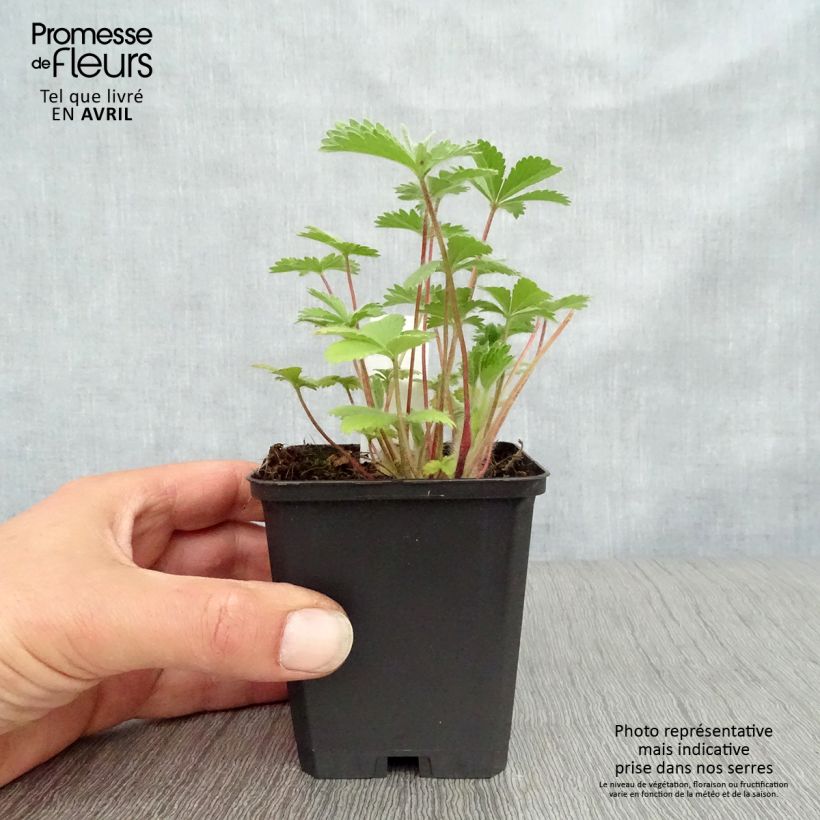 Potentilla nepalensis Miss Willmot Vasetto da 8/9 cm esemplare consegnato in primavera