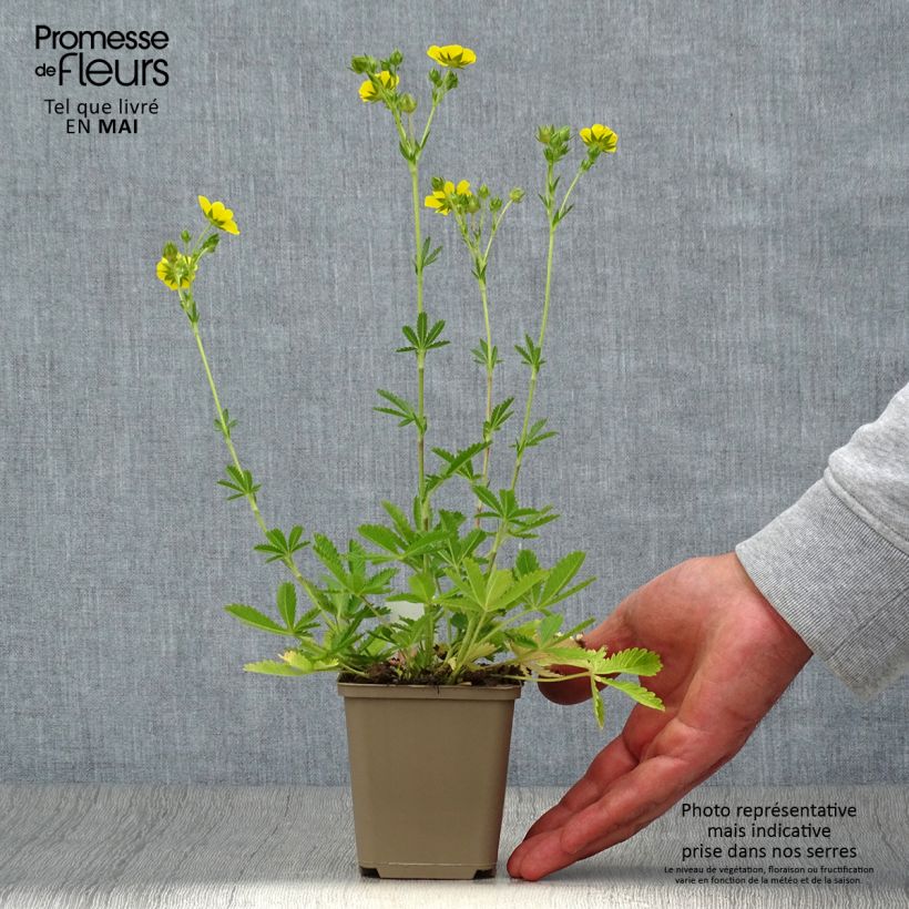 Potentilla recta Warrenii Vasetto da 8/9 cm esemplare consegnato in primavera