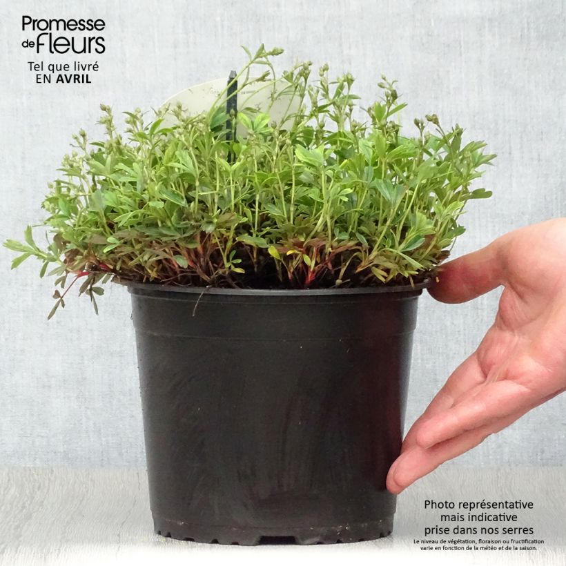 Potentilla tridentata Nuuk Vaso da 1,5L/2L esemplare consegnato in primavera