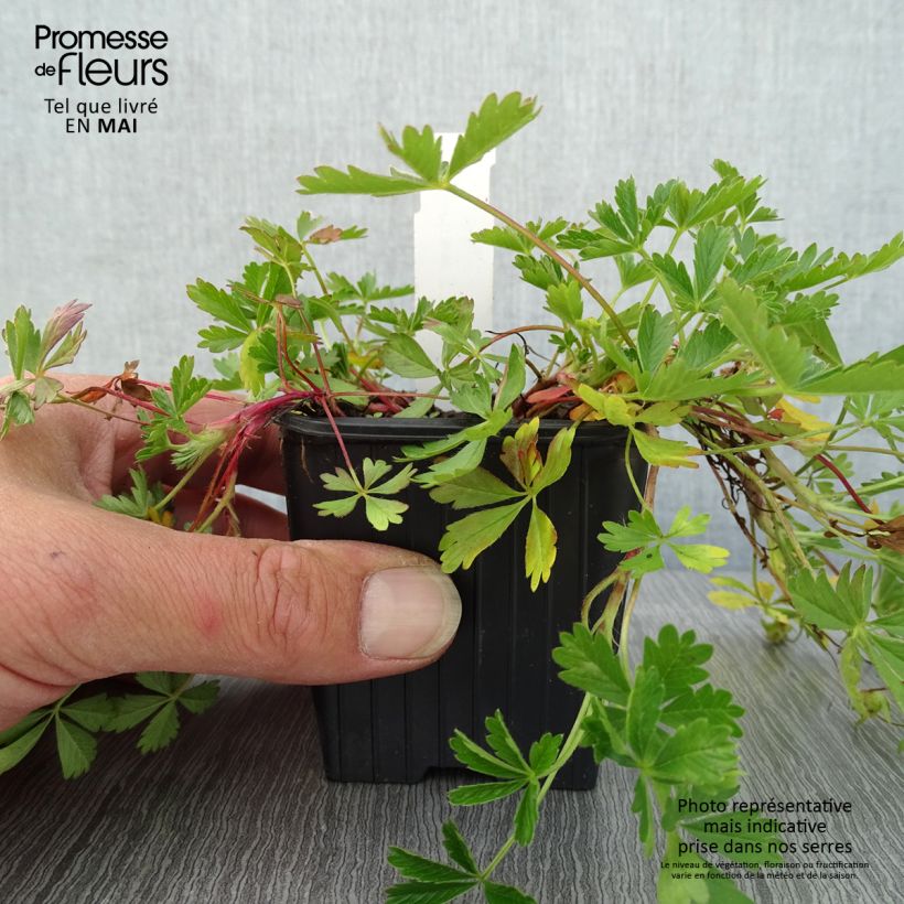 Potentilla verna Vasetto da 8/9 cm esemplare consegnato in primavera